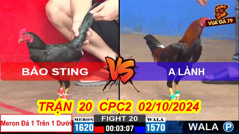 Trận 20 CPC2 02/10/2024 – Gà Bảo Sting Đá Cựa Trên Dưới Lụm Anh Lành