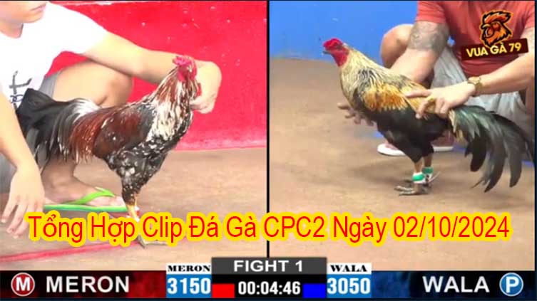 Tổng Hợp Clip Đá Gà CPC2 Ngày 02/10/2024