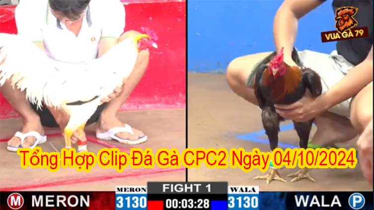 Tổng Hợp Clip Đá Gà CPC2 Ngày 04/10/2024