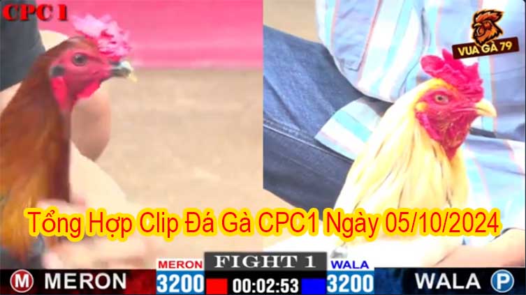 Tổng Hợp Clip Đá Gà CPC1 Ngày 05/10/2024