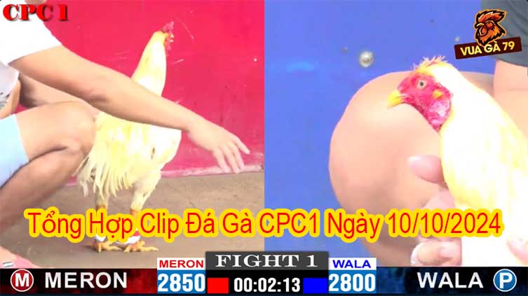 Tổng Hợp Clip Đá Gà CPC1 Ngày 10/10/2024