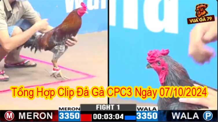 Tổng Hợp Clip Đá Gà CPC3 Ngày 07/10/2024