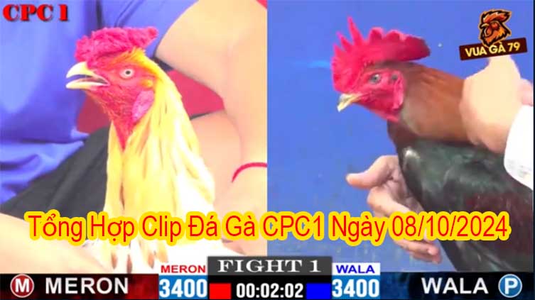 Tổng Hợp Clip Đá Gà CPC1 Ngày 08/10/2024