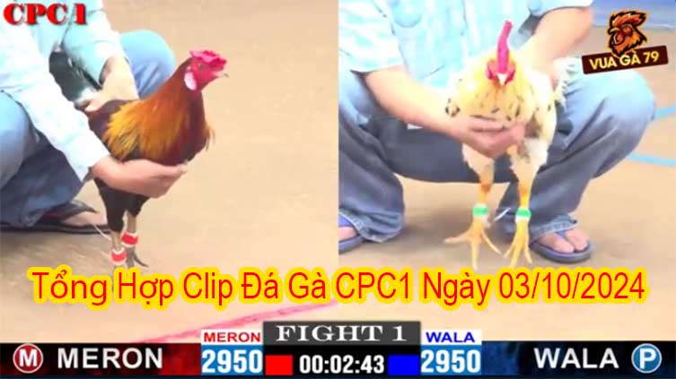 TỔng Hợp Clip Đá Gà CPC1 Ngày 03/10/2024