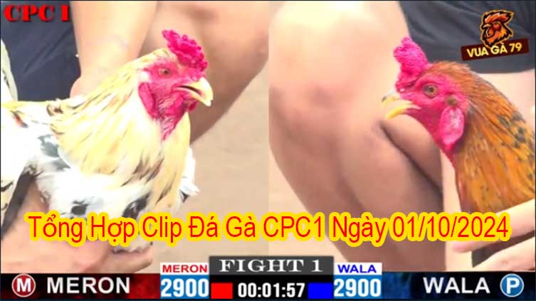 Tổng Hợp Clip Đá Gà CPC1 Ngày 01/10/2024