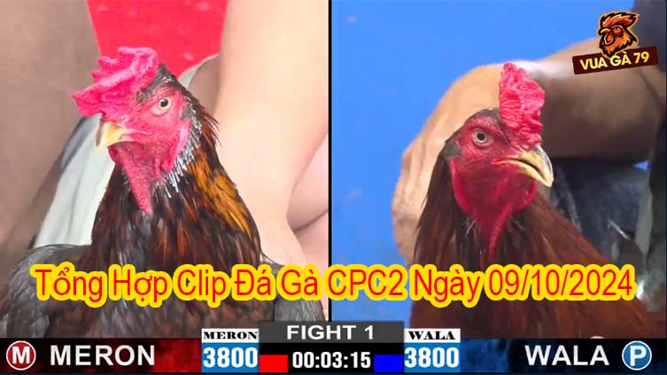 Tổng Hợp Clip Đá Gà CPC2 Ngày 09/10/2024