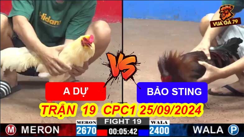 Trận 19 CPC2 25/09/2024 – Gà Anh Bảo Sting Bị Đè Bạc Ăn 6