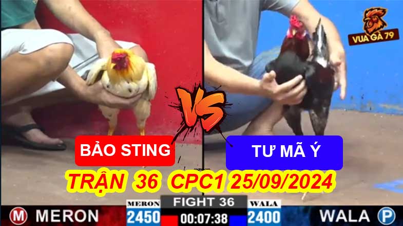 Trận 36 CPC2 25/09/2024 – Gà Anh Bảo Sting Đá Hạ Tư Mã Ý