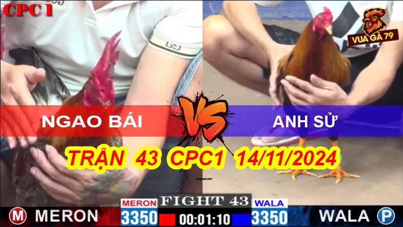 Gà Ngao Bái Đá Đối Thủ Bỏ Chạy Trận 43 CPC1 14/11/2024