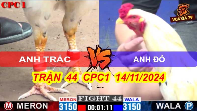 Gà A Đỏ Đá Gà A Trắc Chịu Không Nổi Trận 44 CPC1 14/11/2024